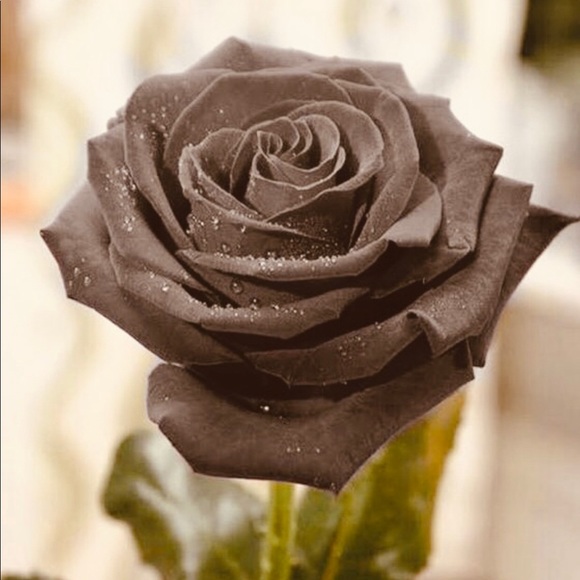 Black Rose - Picture 1 of 1